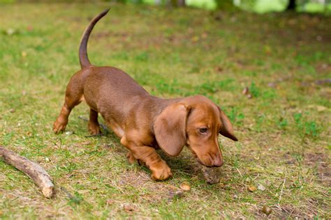 Sandy Ridge Dachshunds Waynesboro, VA , 22980 Services Puppies Quality and healthy pups. . Hoobly wi dachshunds